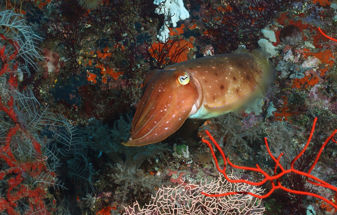 Raja Ampat 2016 - Sepia latimanus - Broadclub cuttlefish - Seiche - IMG_4588_rc.jpg